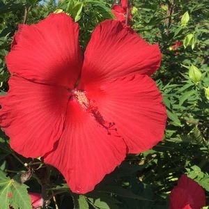 Meet your Posher, Jen